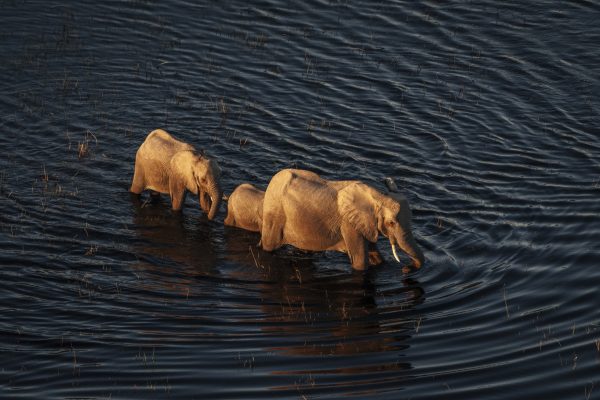Okavango Detla, © Chris Schmid, all right reserved. No reproduction without permission.