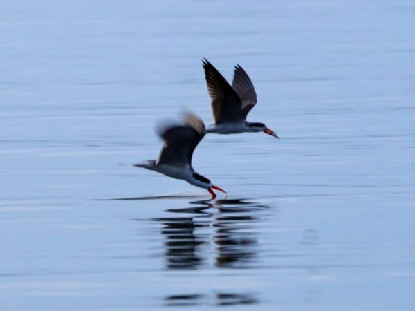 Wildlife_1