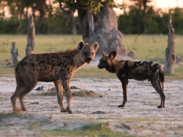 Wildlife_3